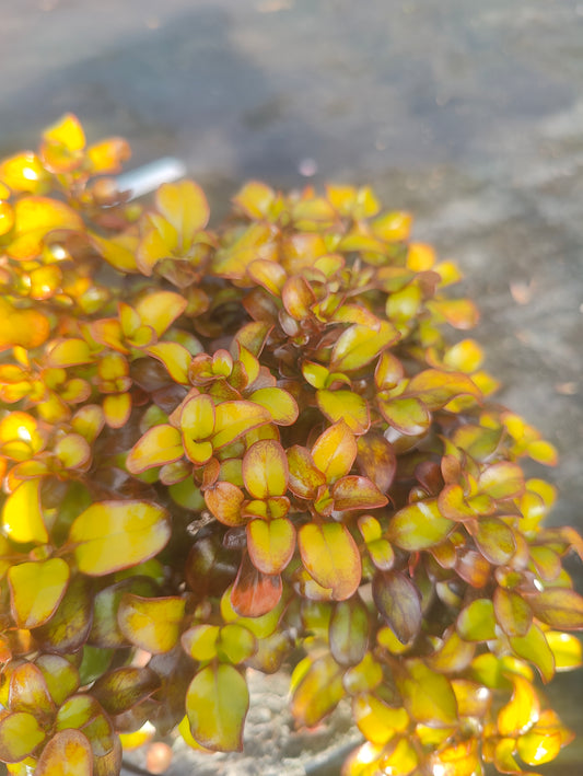 Coprosma 'Pina Colada'