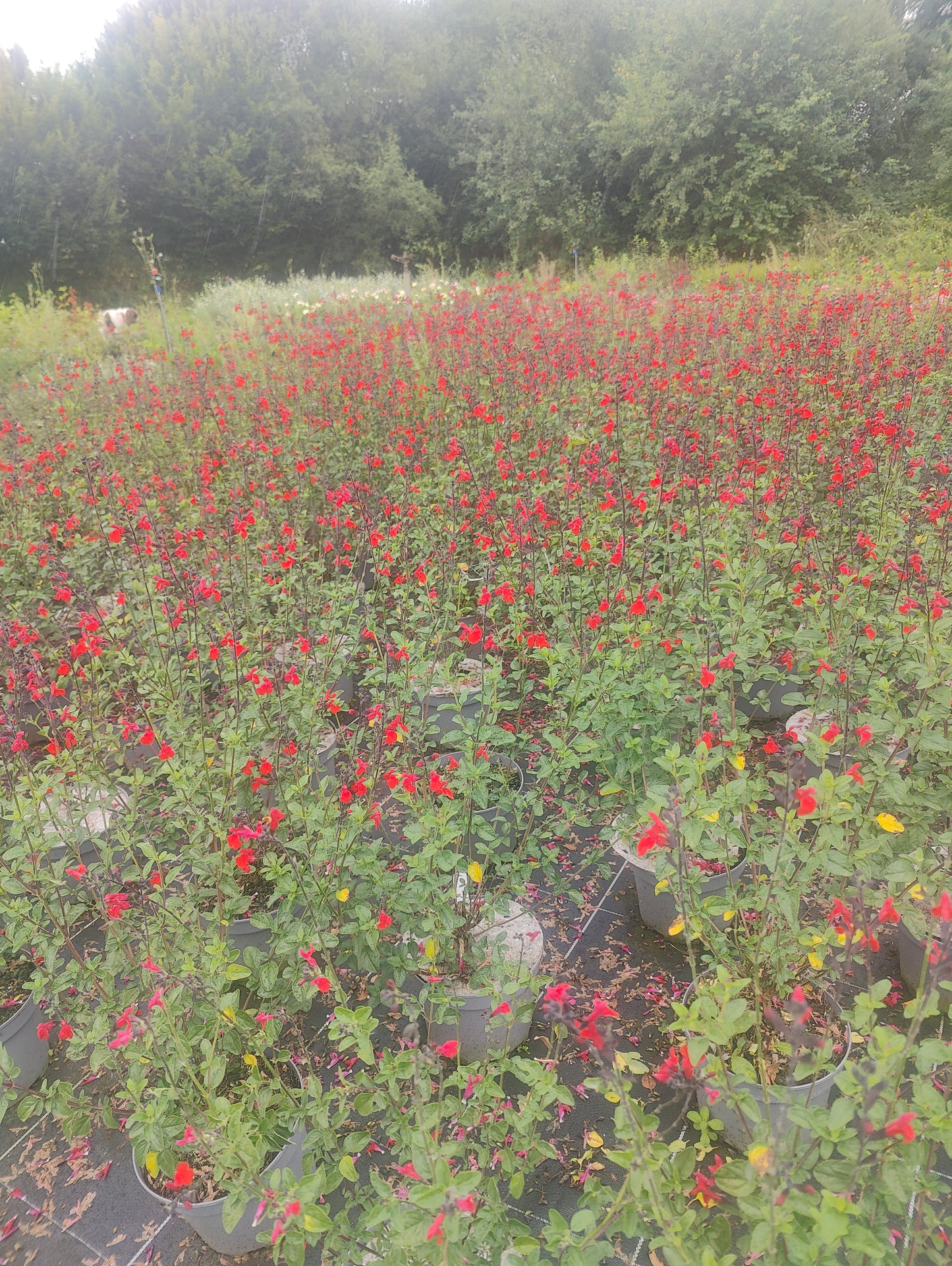 Salvia microphylla Royal Bumble