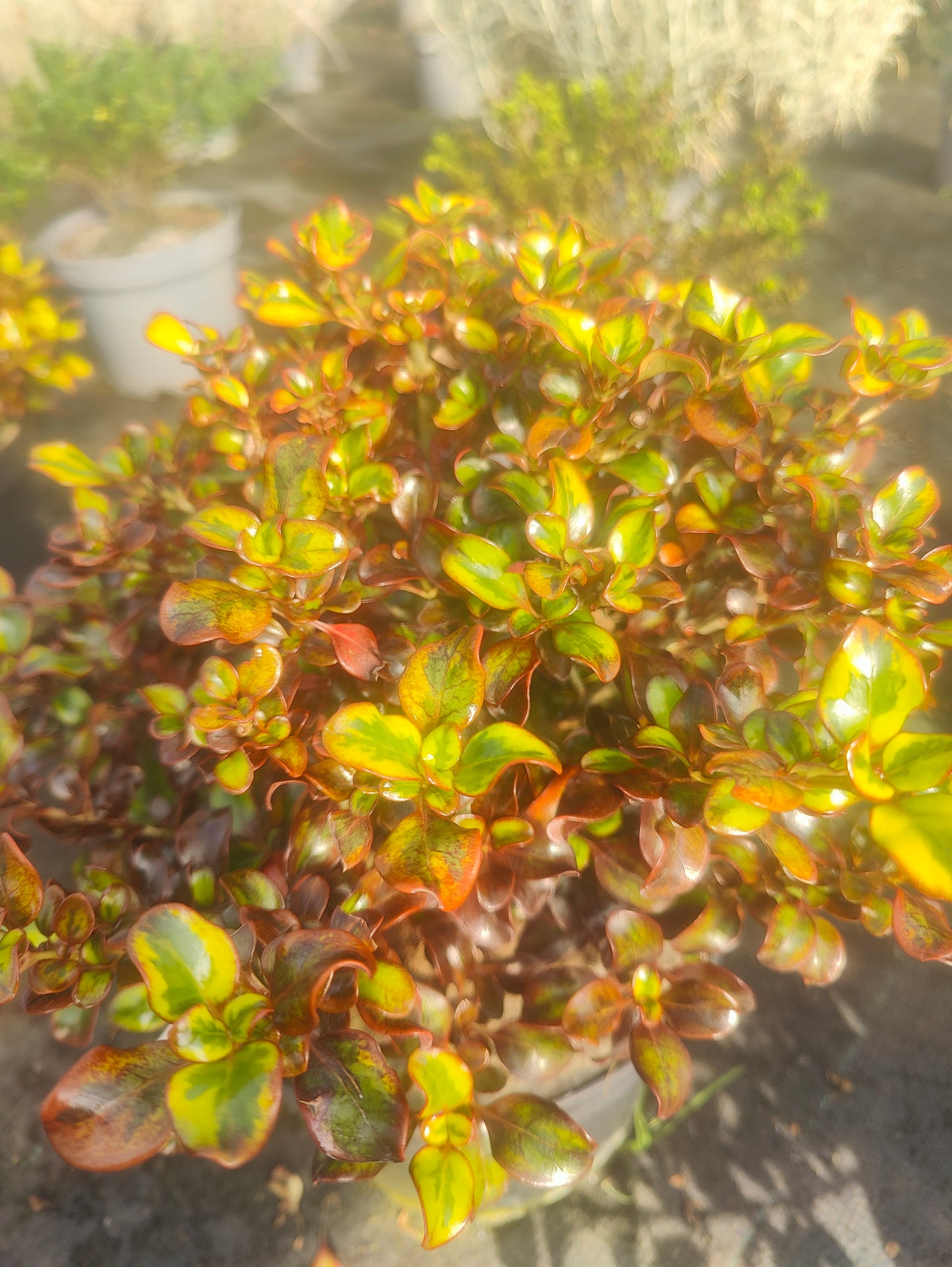 Coprosma Tequila Sunrise