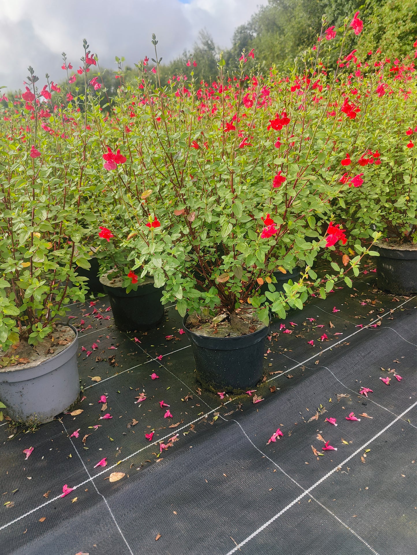 Salvia microphylla var. wislizenii (=Salvia lemmonii)