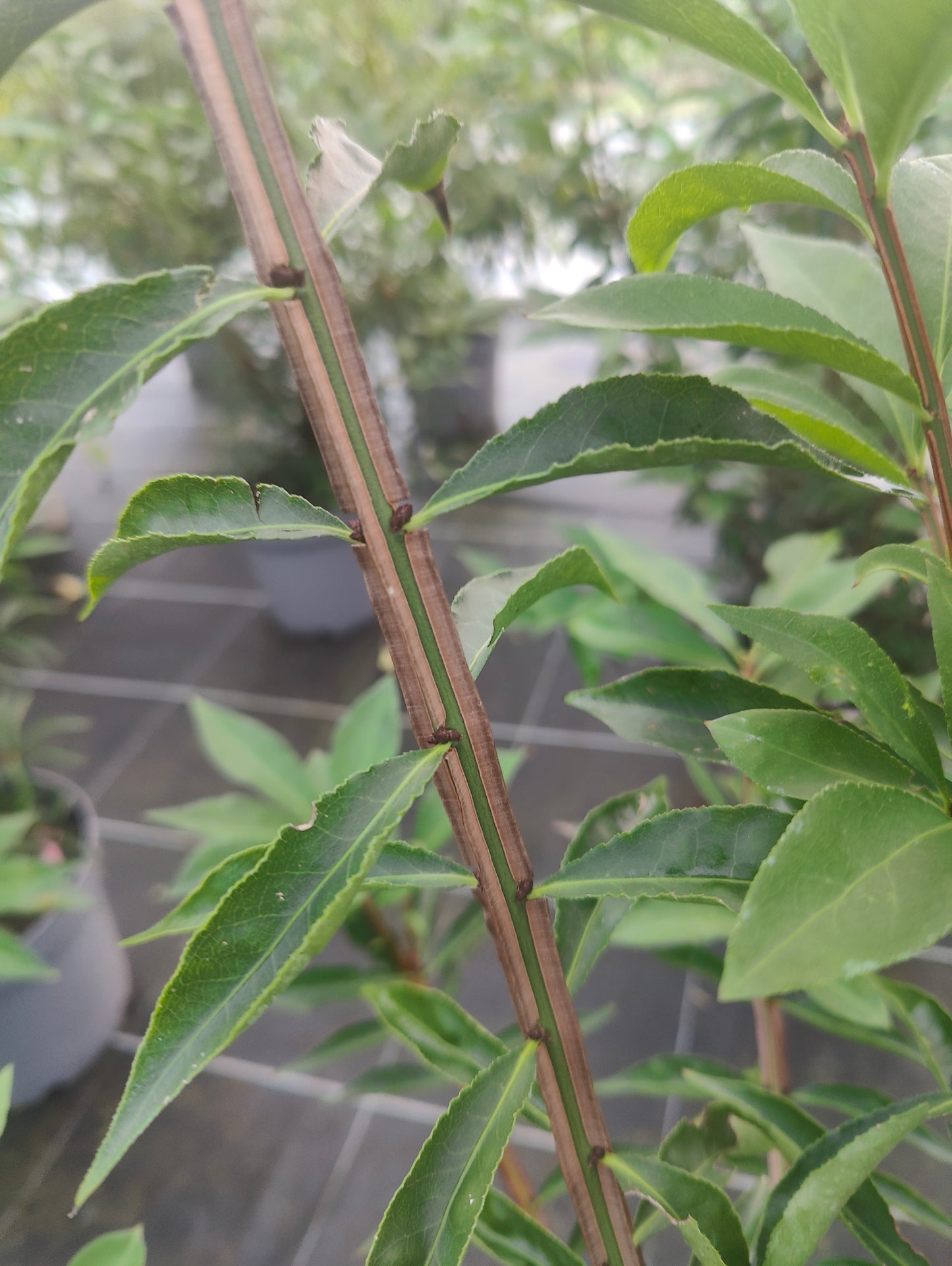 Euonymus alatus Blade Runner