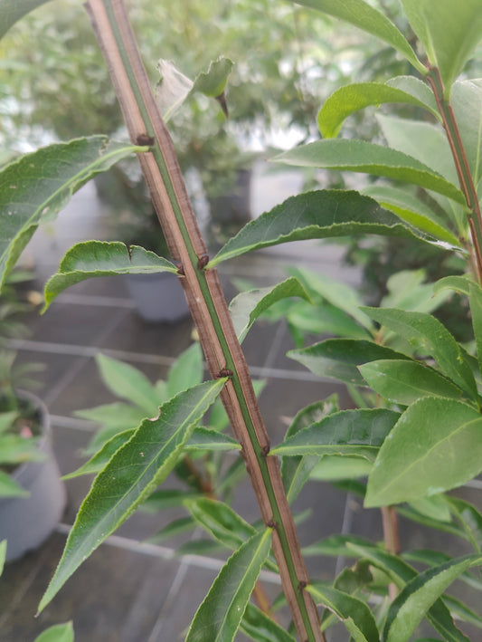 Euonymus alatus Blade Runner