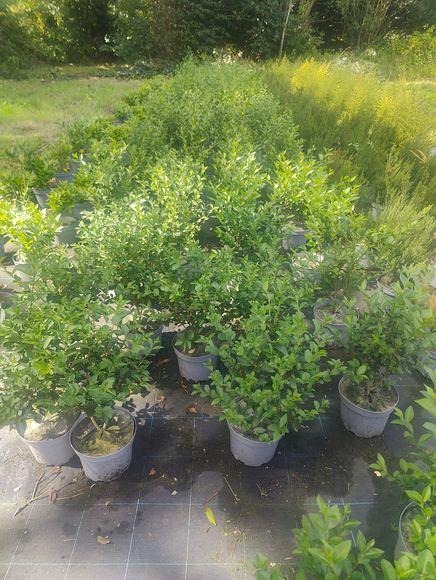 Ligustrum ovalifolium