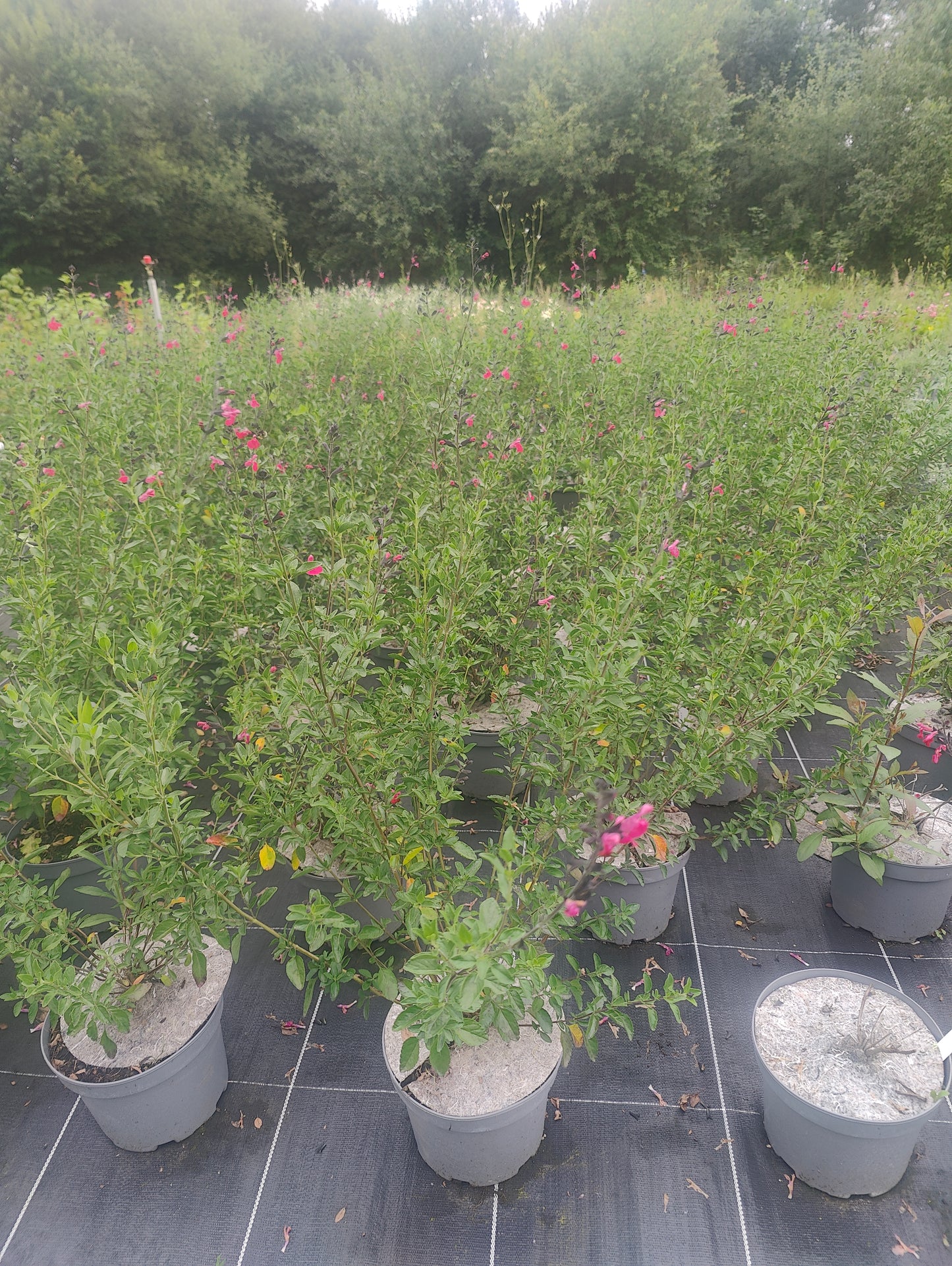 Salvia microphylla Blush Pink