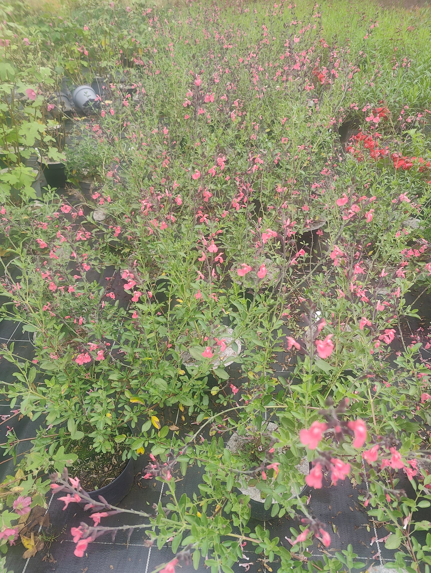 Salvia microphylla La Siesta