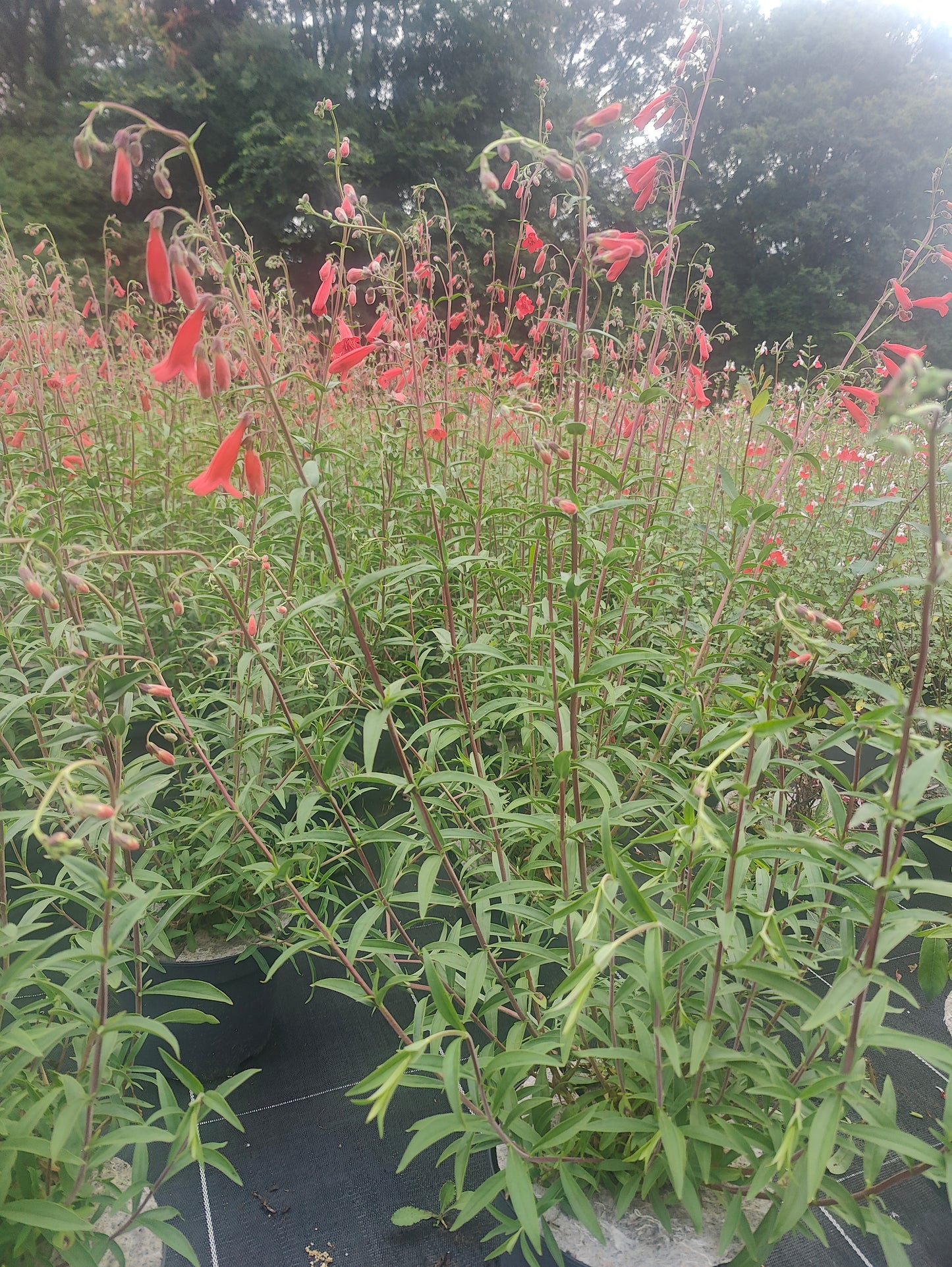 Penstemon isophyllus