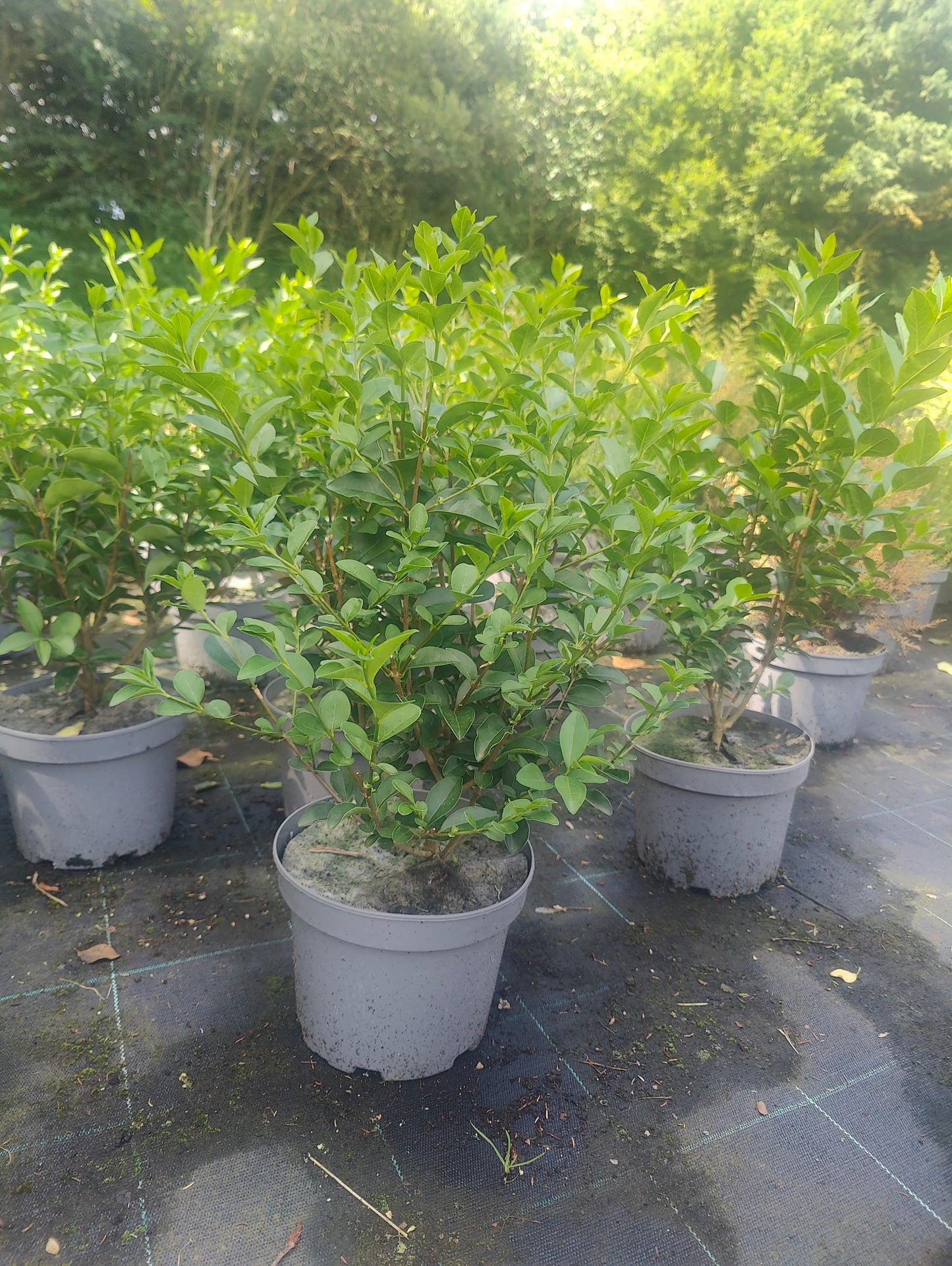 Ligustrum ovalifolium