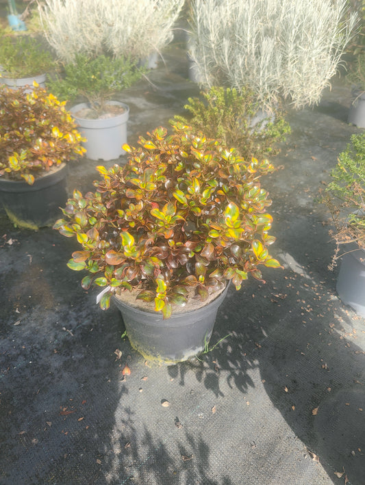 Coprosma Tequila Sunrise