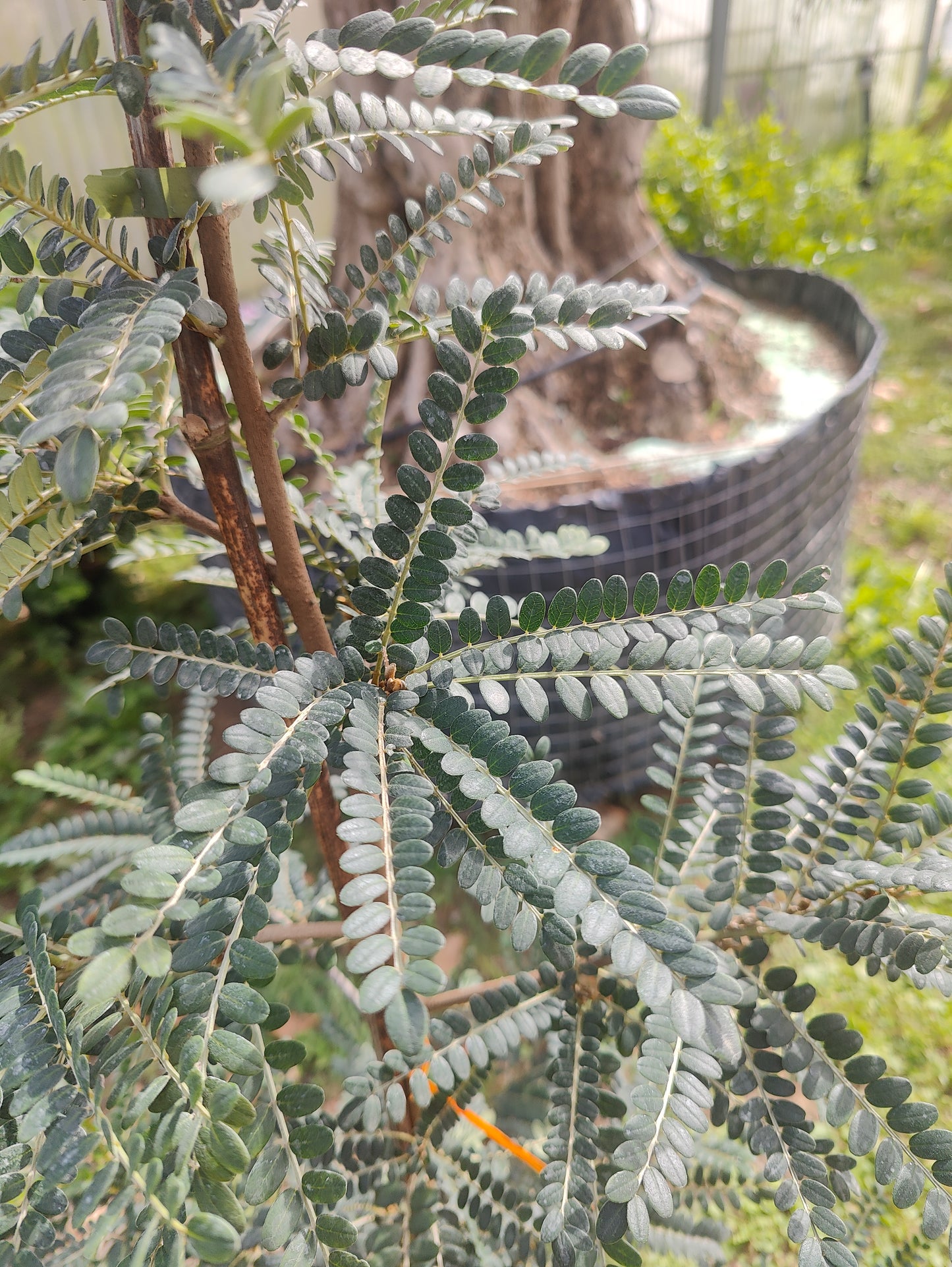 Sophora Sun King - Arbre aux gousses dorées