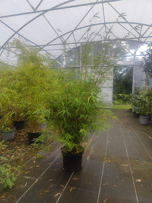 Fargesia angustissima