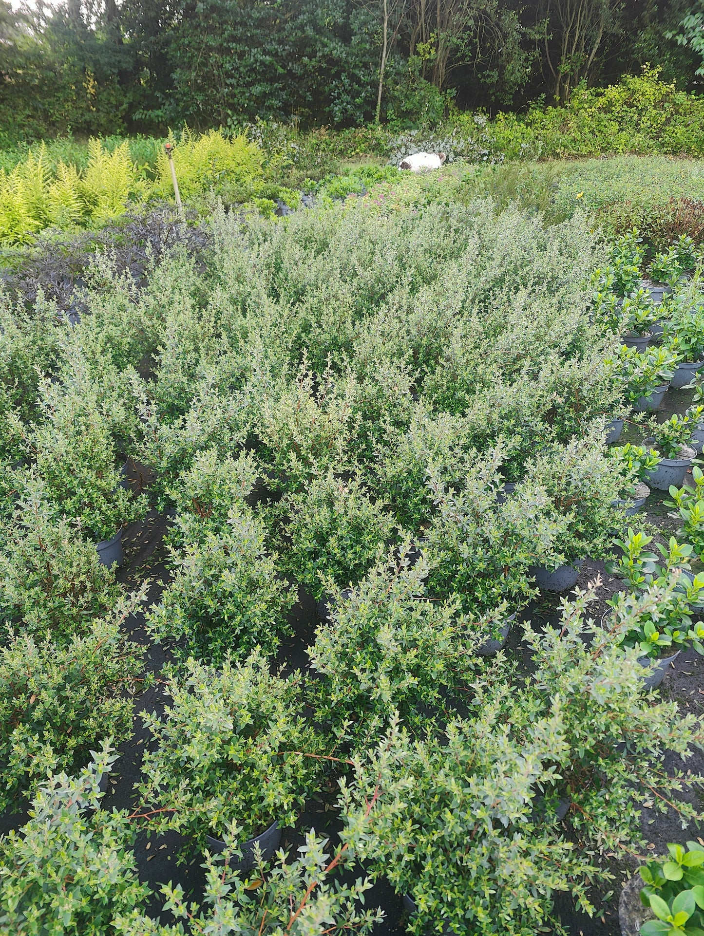 Leptospermum lanigerum 'Silver Sheen'