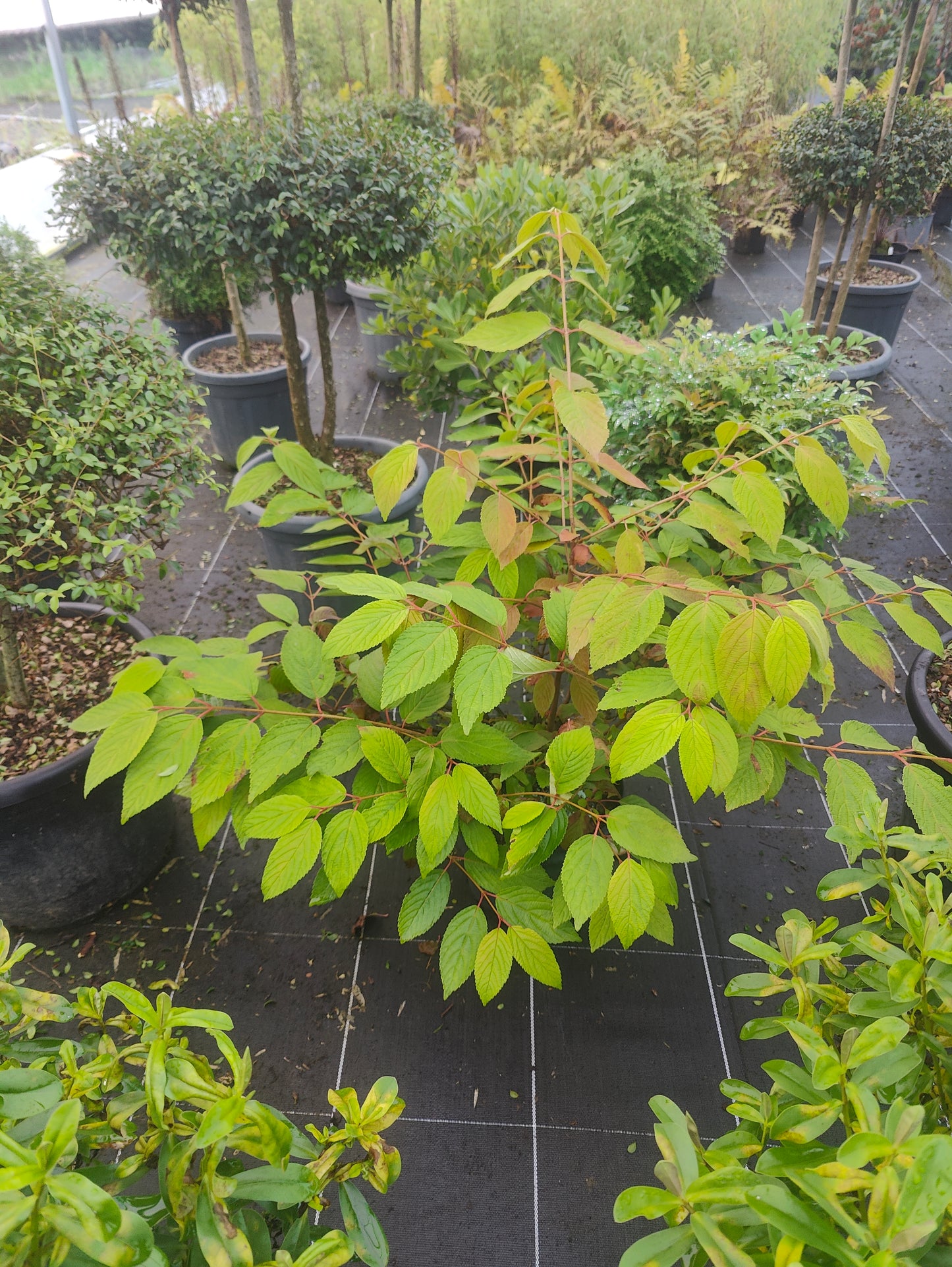Viburnum plicatum Mariesii - Viorne du Japon