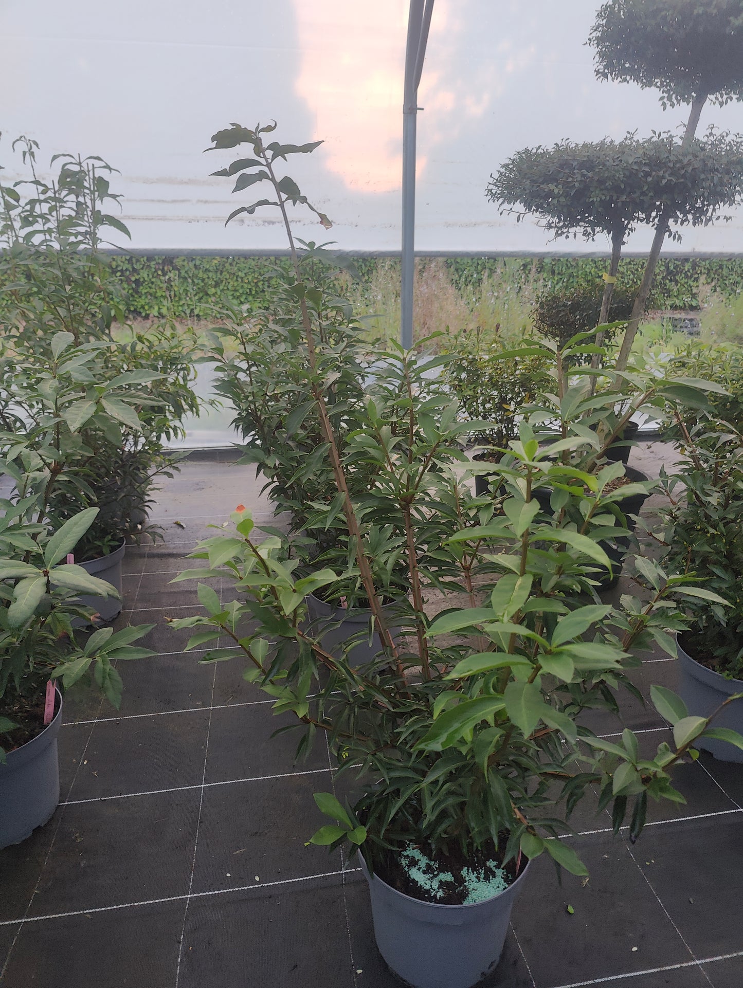 Euonymus alatus Blade Runner