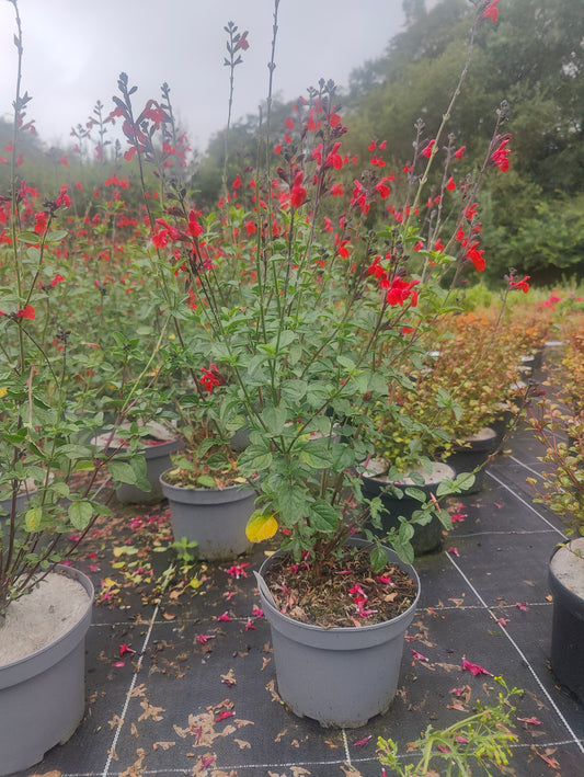 Salvia microphylla Royal Bumble