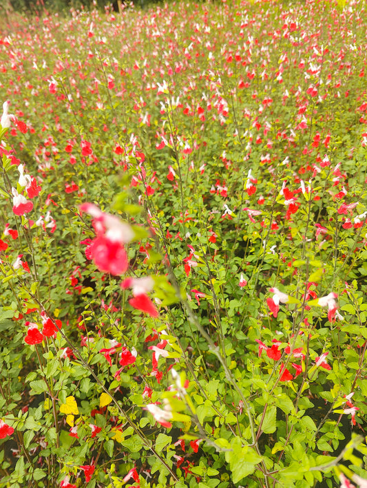 Salvia microphylla Hot Lips