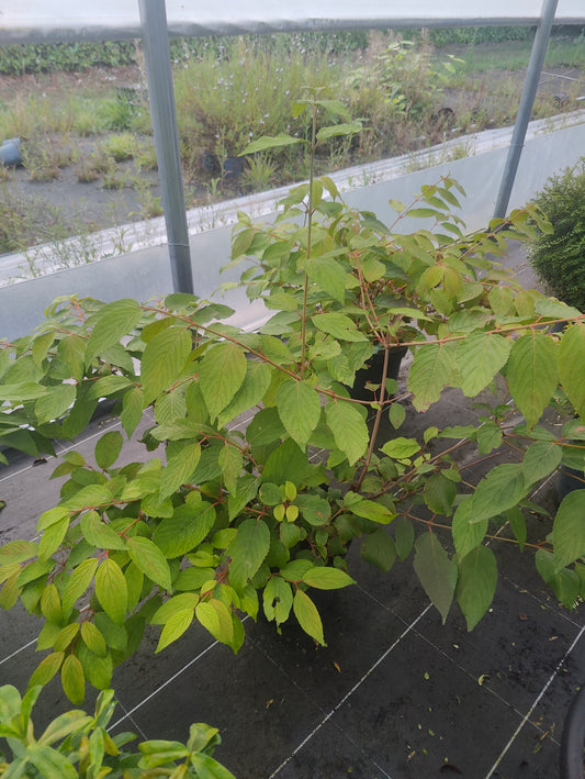 Viburnum plicatum Mariesii - Viorne du Japon