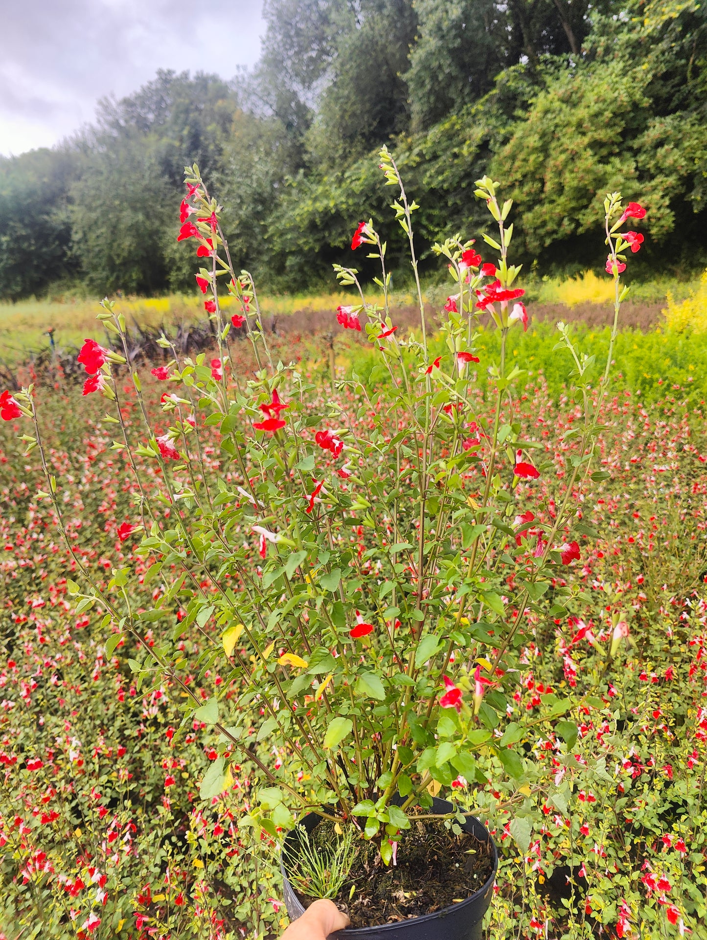 Salvia microphylla Hot Lips