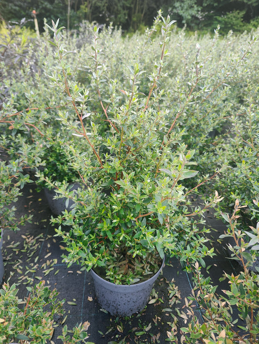 Leptospermum lanigerum 'Silver Sheen'
