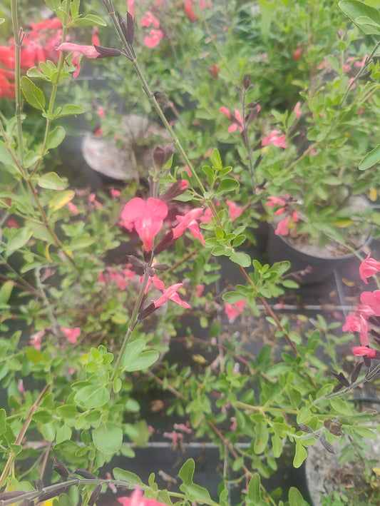 Salvia microphylla La Siesta