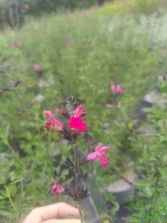 Salvia microphylla Blush Pink