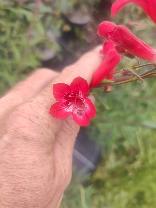 Penstemon isophyllus