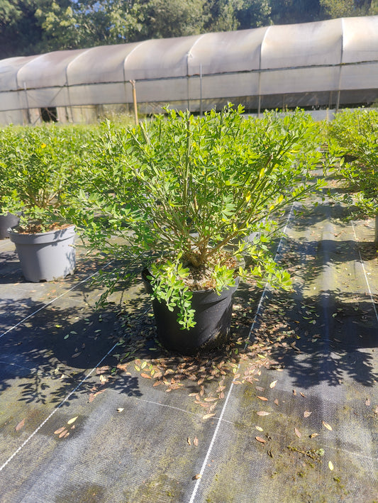 Genista 'Porlock'