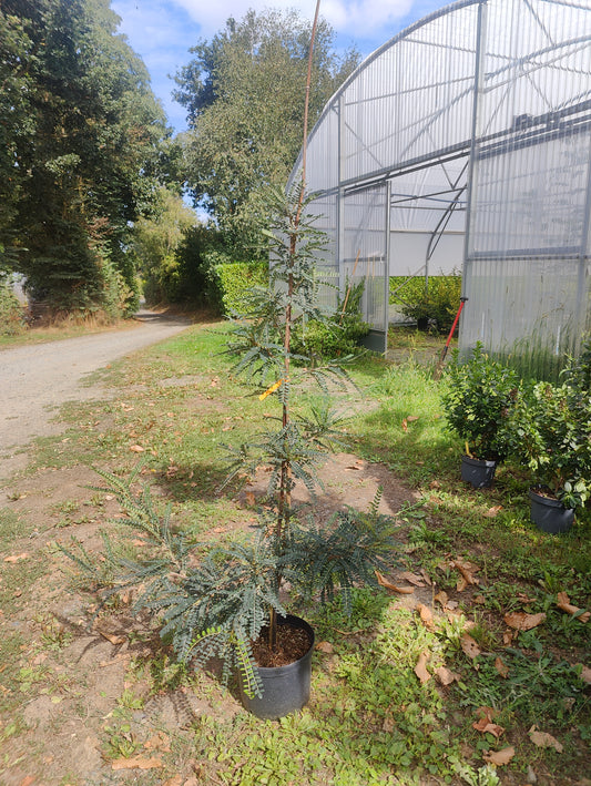 Sophora Sun King - Arbre aux gousses dorées
