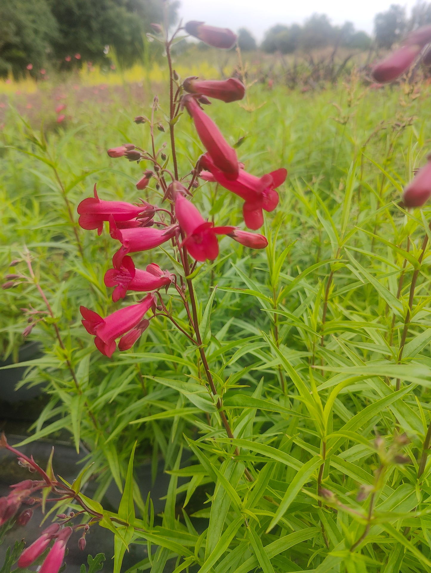 Penstemon 'Garnet'