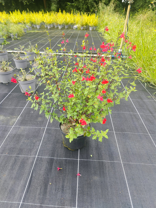 Salvia microphylla var. wislizenii (=Salvia lemmonii)