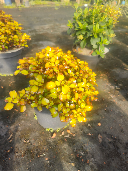 Coprosma 'Pina Colada'
