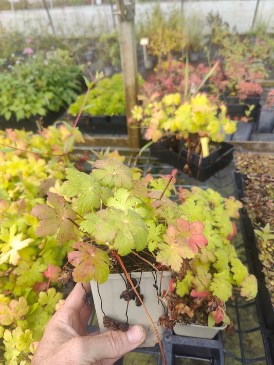 Geranium macrorrhizum 'Spessart'