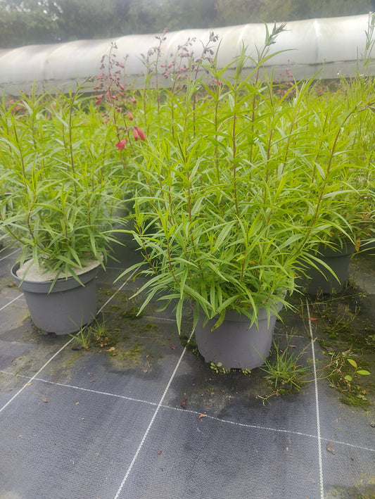 Penstemon 'Garnet'